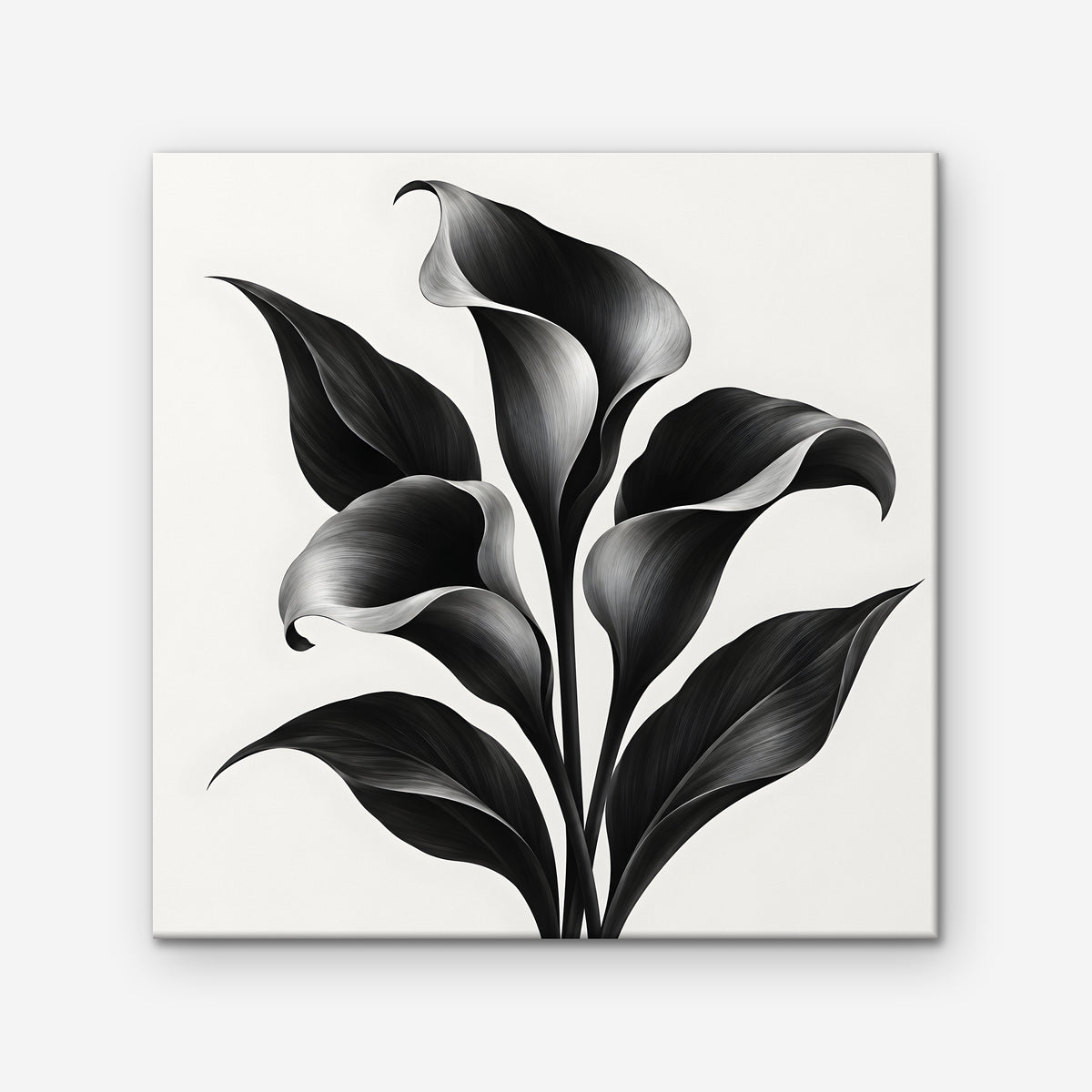 Black Calla Lilies Canvas Art - Square – Stretched Canvas Only on white background