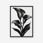 Black Calla Lilies Canvas Art - Vertical – Black Floating Frame on white background
