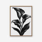 Black Calla Lilies Canvas Art - Vertical – Oak Floating Frame on white background