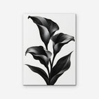 Black Calla Lilies Canvas Art - Vertical – Stretched Canvas Only on white background