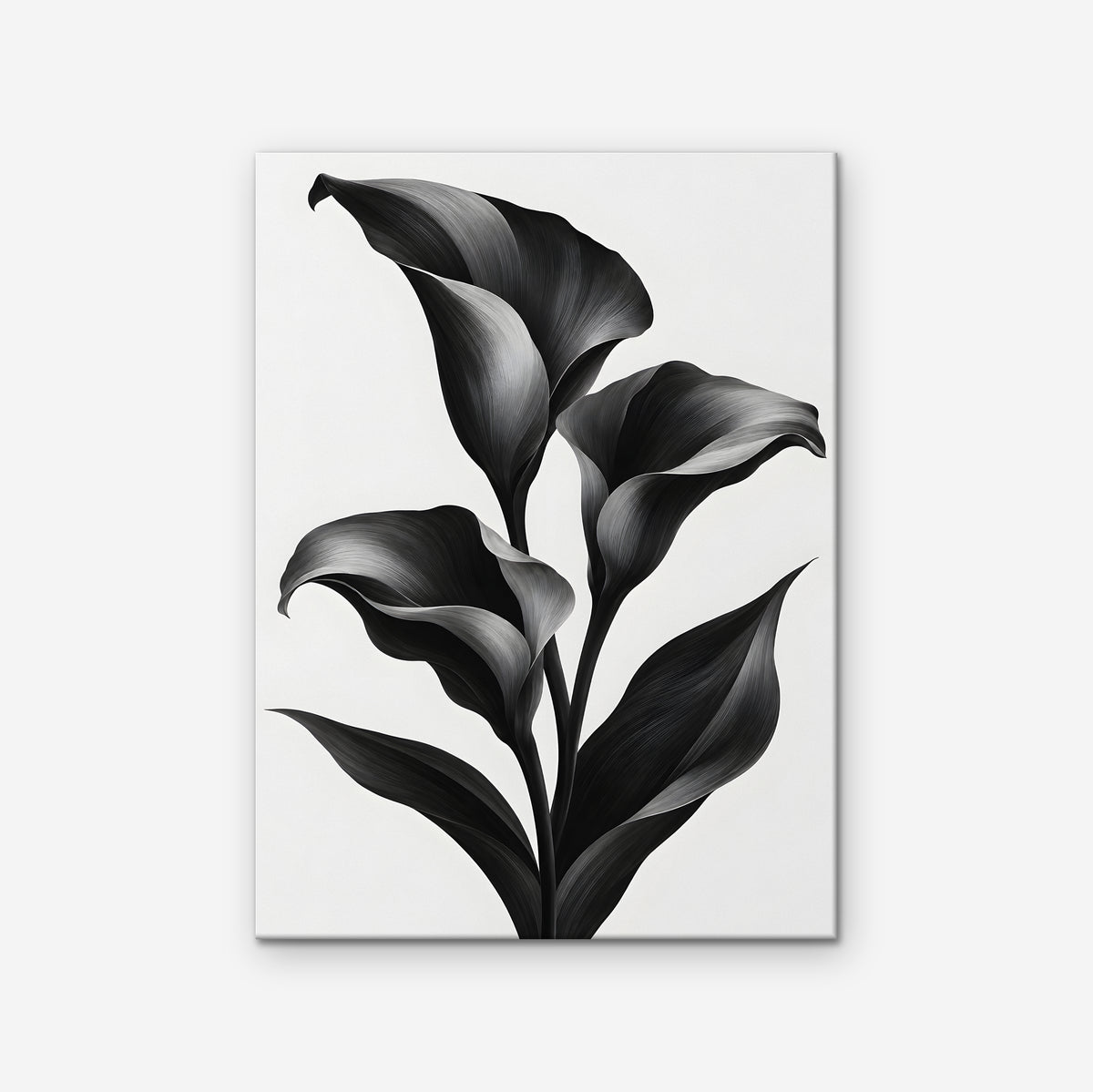 Black Calla Lilies Canvas Art - Vertical – Stretched Canvas Only on white background