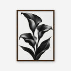 Black Calla Lilies Canvas Art - Vertical – Walnut Floating Frame on white background