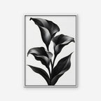 Black Calla Lilies Canvas Art - Vertical – White Floating Frame on white background