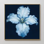Moonlit Iris Whisper – beige and white botanical canvas wall art print by Aspire Prints