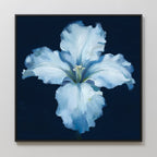 Moonlit Iris Whisper – beige and white botanical canvas wall art print by Aspire Prints