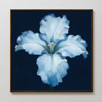 Moonlit Iris Whisper – beige and white botanical canvas wall art print by Aspire Prints