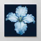 Moonlit Iris Whisper – beige and white botanical canvas wall art print by Aspire Prints