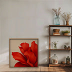 Red Silk Bloom Canvas Art - Square – Oak Floating Frame in room setting