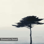 Whispers of the Bending Pine – neutral-toned botanical canvas wall art print by Aspire Prints